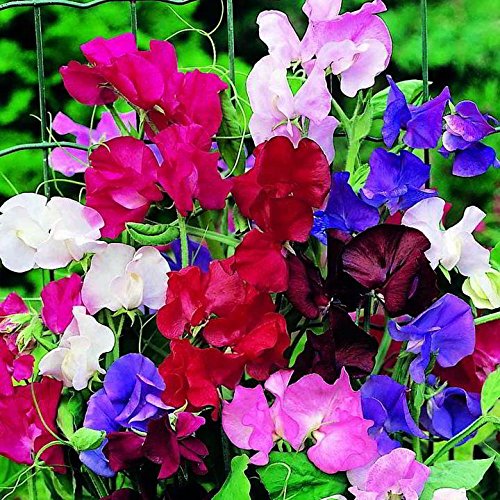 Sweet Pea Mixed Flower Seeds (B07F87LSVT) Amazon Price History, Amazon Price Tracker
