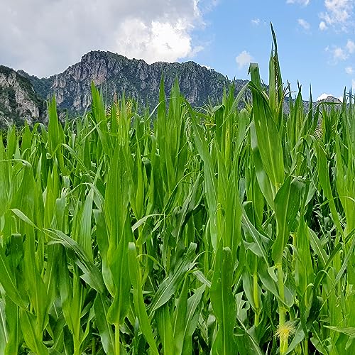 agrar-Store 25kg Mais Futtermais Körnermais Angelmais Karpfenmais Hühnermais Hühnerfutter Hartmais