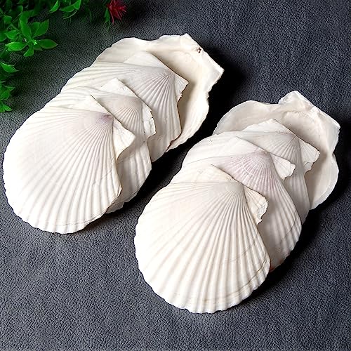 QICQDRAM 16PCS Shells for Crafts 2.5''-3.5'' White Scallop Shells, for Baking Shells, Crafts DIY Painting Beaching Wedding Decoration, Beach Natural Scallop Shells Bulk