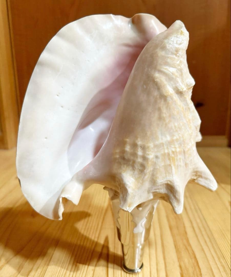 Amazon.co.jp: 希少古代特大肉厚桃色法螺貝 （ ク貝）法螺貝 ほら貝