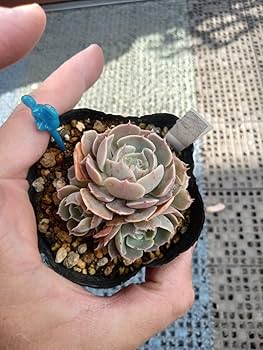 Amazon.co.jp: 多肉植物 ベレン 抜き苗 え エケベリア 7ハーフ