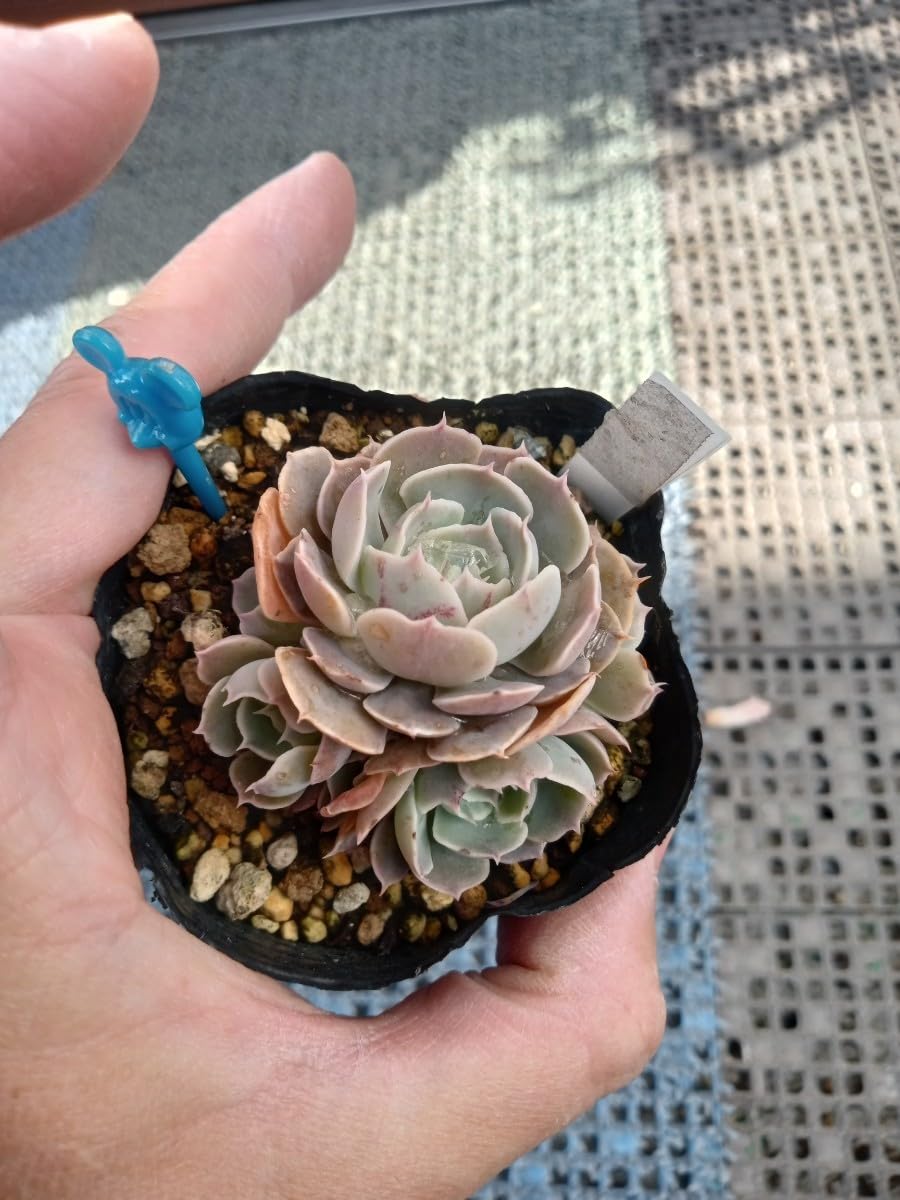 ①多肉植物【ルナレン】2苗セット　抜き苗 エケベリア ②多肉植物【ルナレン】2苗セット抜き苗 エケベリア - メルカリ