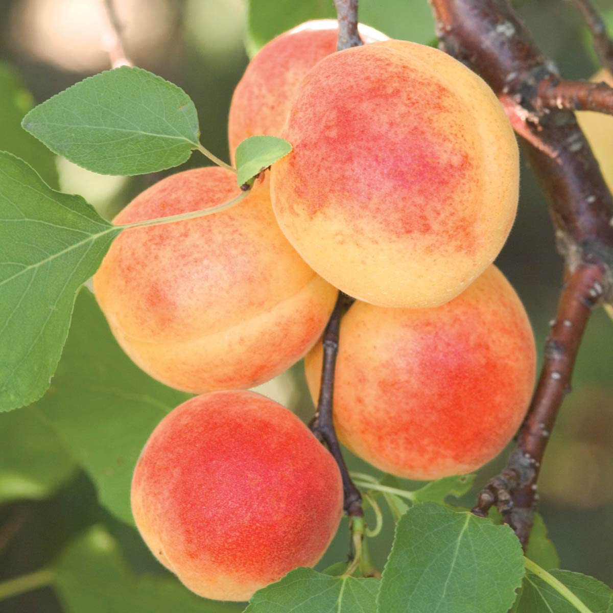 Sugar Pearls Apricot Dormant Starter
