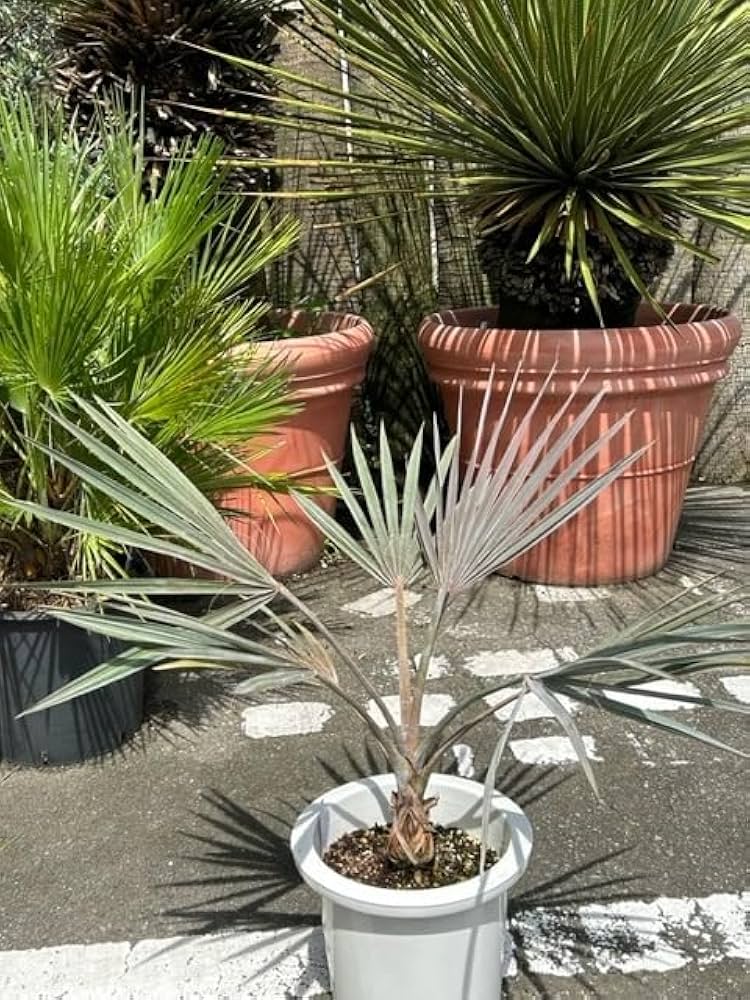 ビスマルキアノビリス シルバー Bismarckia Nobilis ヤシの木 ビスマルキア ノビリス (Bismarck Palm) | DESERT INC.