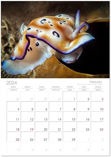 Miniatura 5 de Nudibranchs, un colorido espectáculo bajo el agua (calendario mensual de pared 2022 11.4 x 16.1 in (abierto))