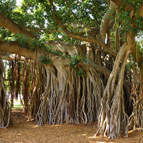 Audrey Fig (Banyan Tree) Live Plant - Ficus Benghalensis - Wellspring Gardens Starter Plant #TOP2