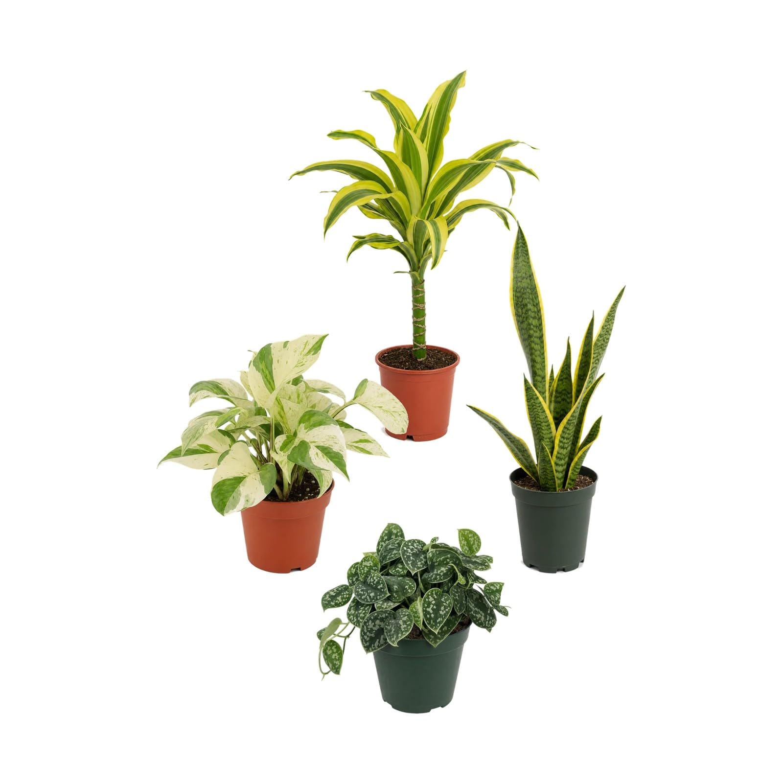 DECOALIVE Pack 4 Plantas Naturales para Espacios Interiores