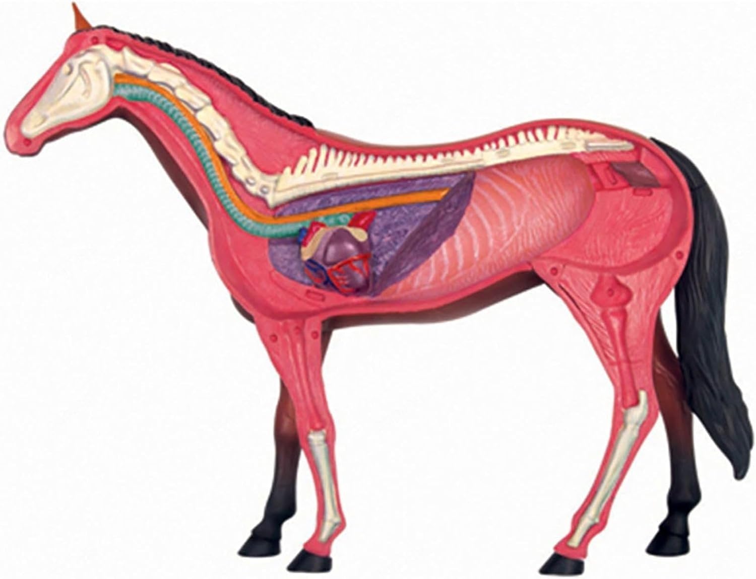 Modelo de acupuntura equina, Modelo de anatomía equina 4D, espécimen de Esqueleto Animal, 26 Piezas Desmontables, Modelo de enseñanza médica para clínica Veterinaria, formación Veterinaria, demostrac