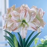 Amaryllis Afrodita - 1 bulbo de flores