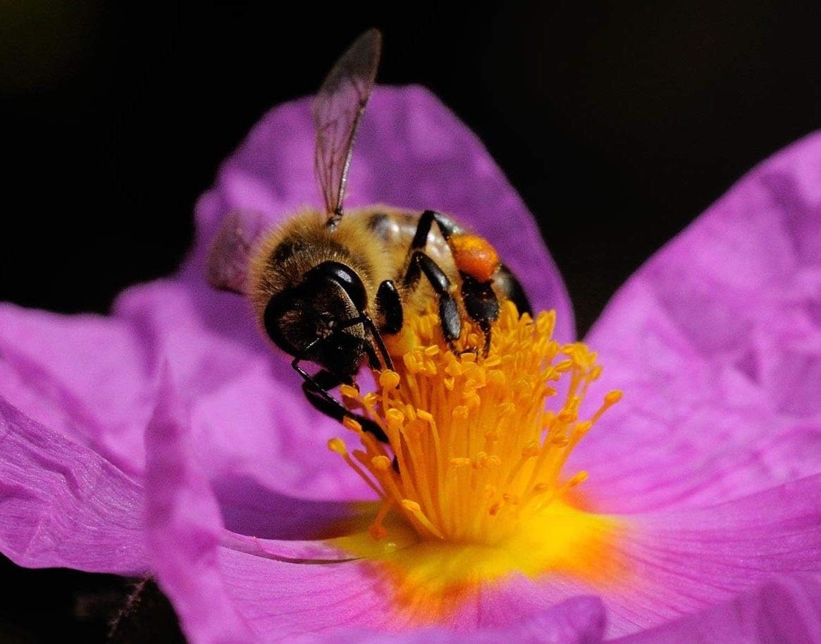 ANVIN Seeds Package: Seeds : Cistus Creticus - Seeds Cretan Rock Rose Pink Cistus Incanus