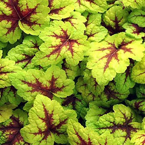 12 unità Heucherella 'Stoplight' - Heucherella Vaso 9x9cm ±1 m² - Foglie Colorate e Fiori Vivi per Aiuole
