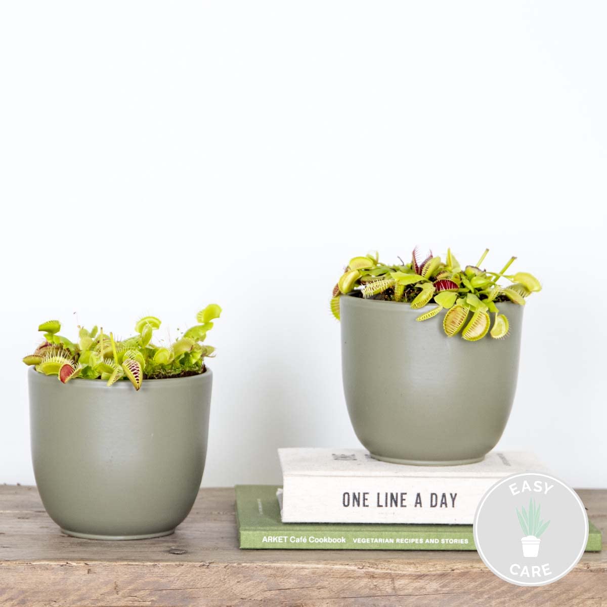 Bloomique - Lot de 2 - Dionaea Muscipula - Dionée Attrape-Mouche - Plante Carnivore - Plantes d’intérieur - Hauteur 10-15 cm - Pot 12 cm