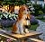 Afirst Dog Garden Statue - Outdoor Decor with Solar Lantern Valentine's Day Gift Lovely American Cocker Spaniel Figurine Patio Lawn Yard Art Ornaments Housewarming Gift