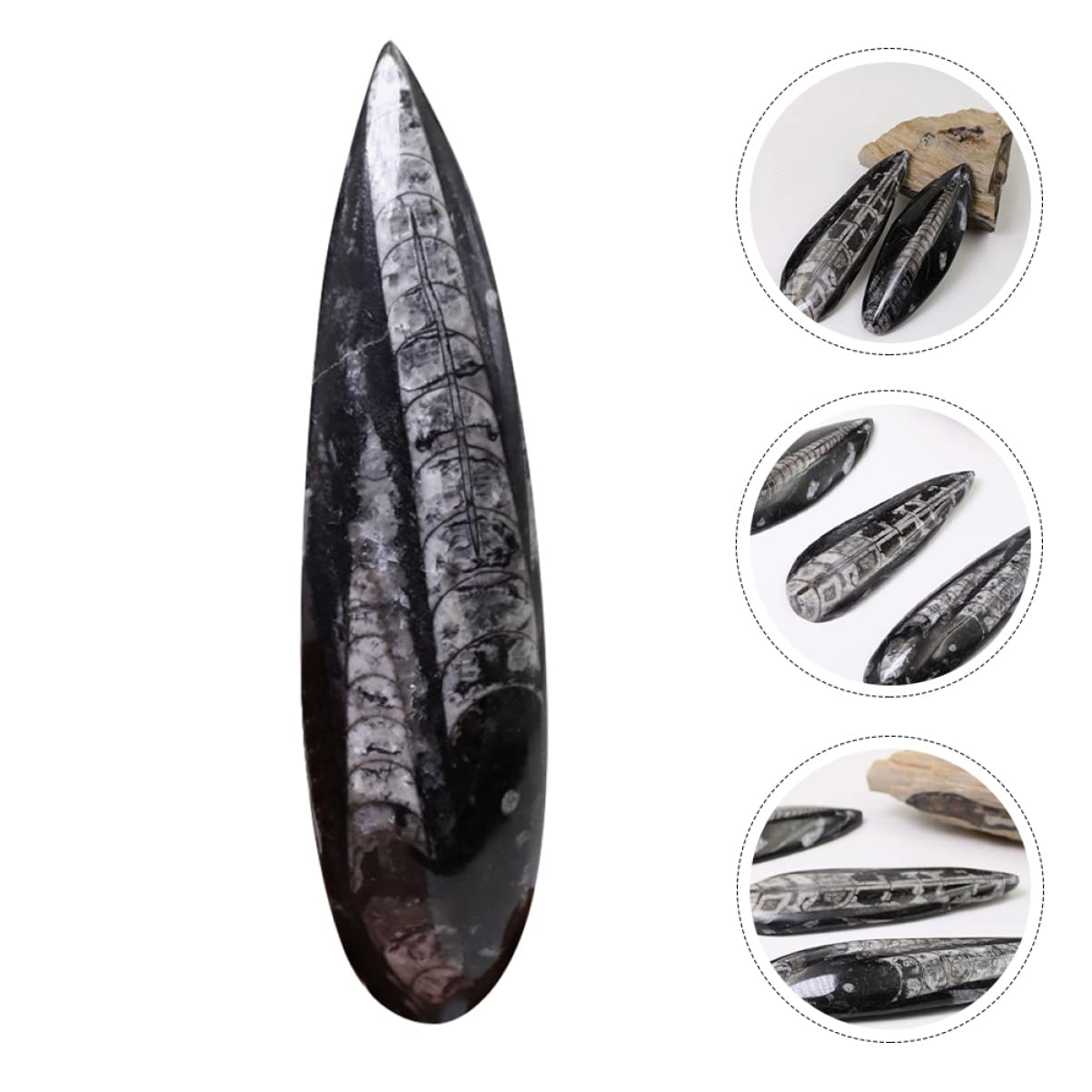 Fósil de Orthoceras Grande de 1 Pieza, Muestra Mineral Didáctica Negra