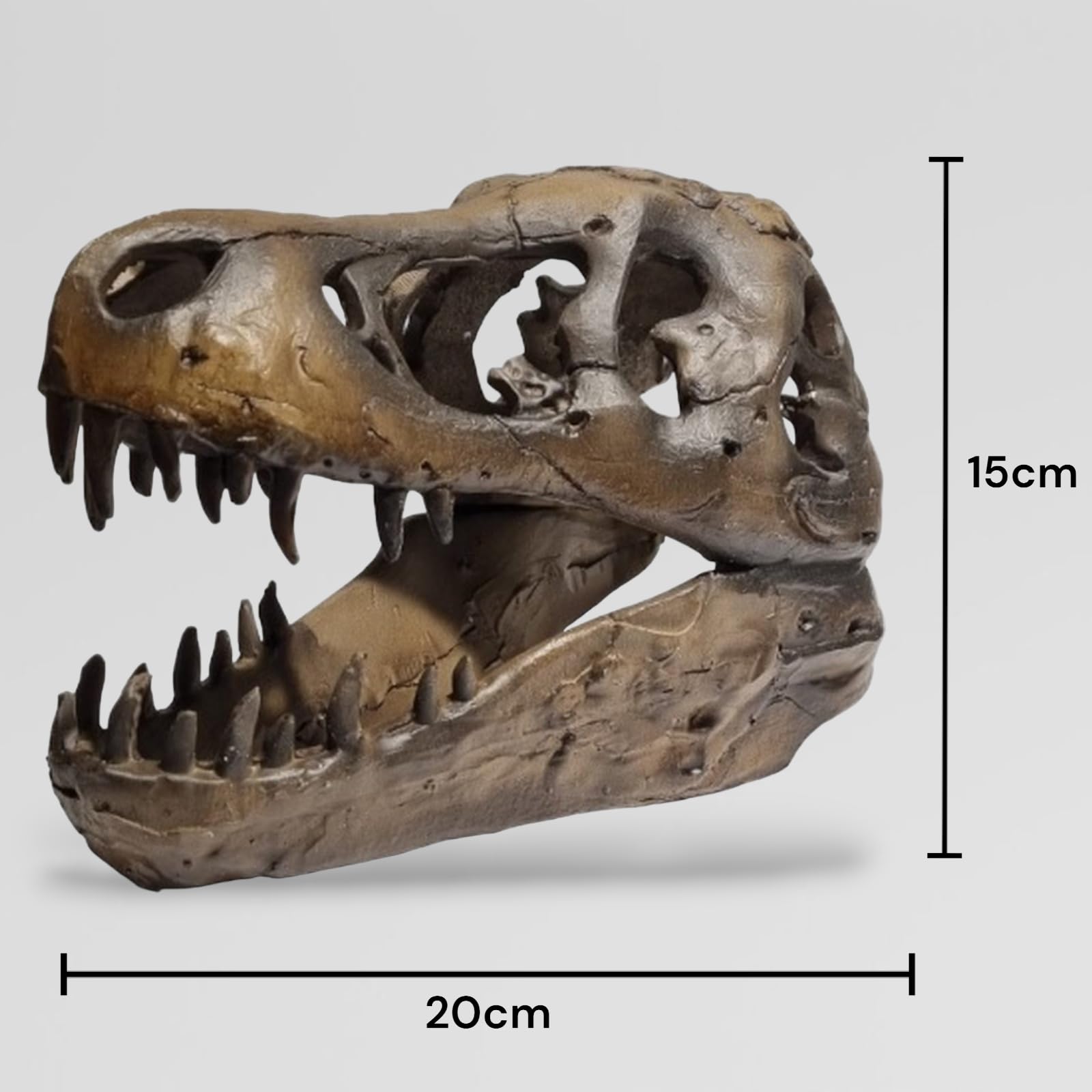 T-REX Cráneo de Polyresin - 20cm
