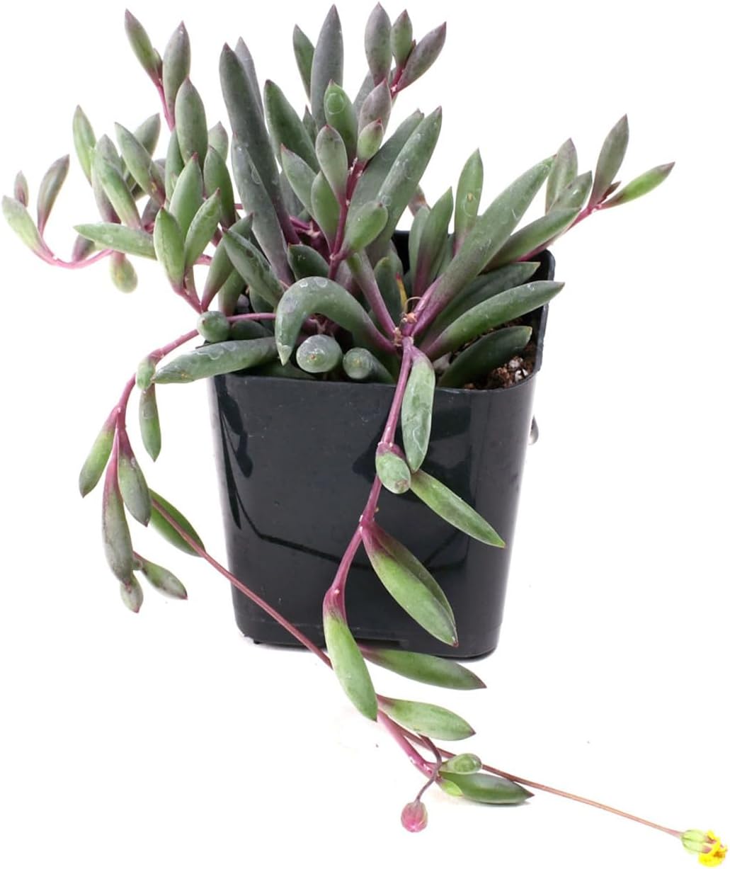 Mountain Crest Gardens Trailing & Strings Succulent Pack - 12 Live Plants in 2 Inch Pots - Real Succulents for Hanging Planters, Home Decor, and DIY Arrangements