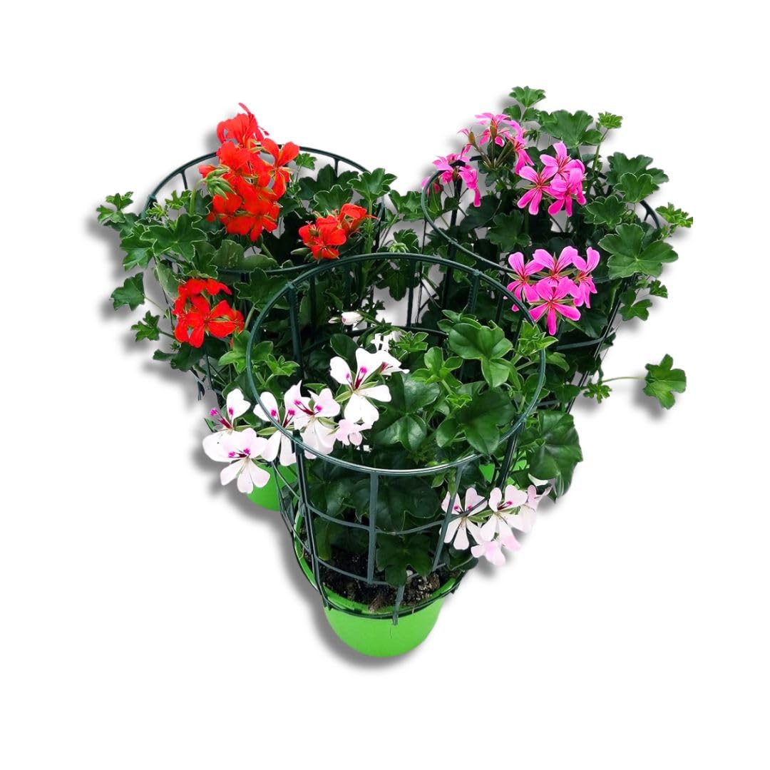 Geranio Parigino 10 Piantine Colori Misti Vaso 14cm | Pianta Ornamentale dal portamento ricadente, ideale per balconi, terrazze e fioriere