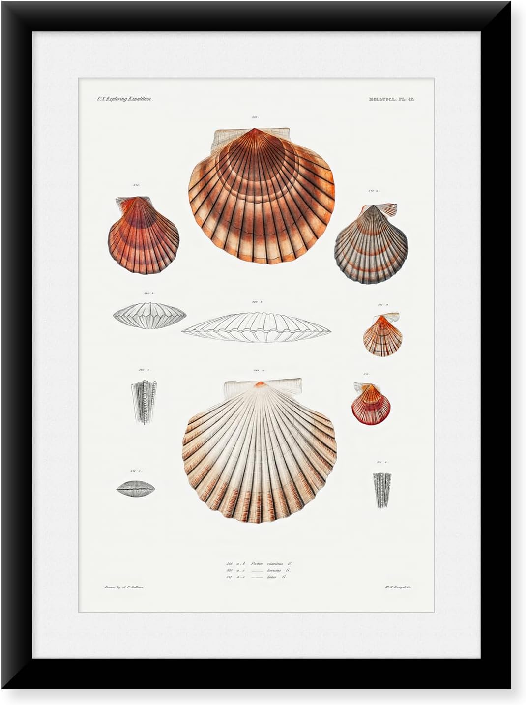 Snapshots of the Past Clam shell varieties set illustration II by Augustus Addison Gould