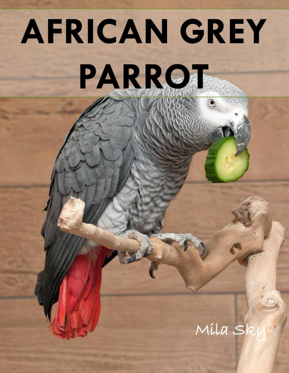 African Grey Parrot: A Stunning Visual Collection