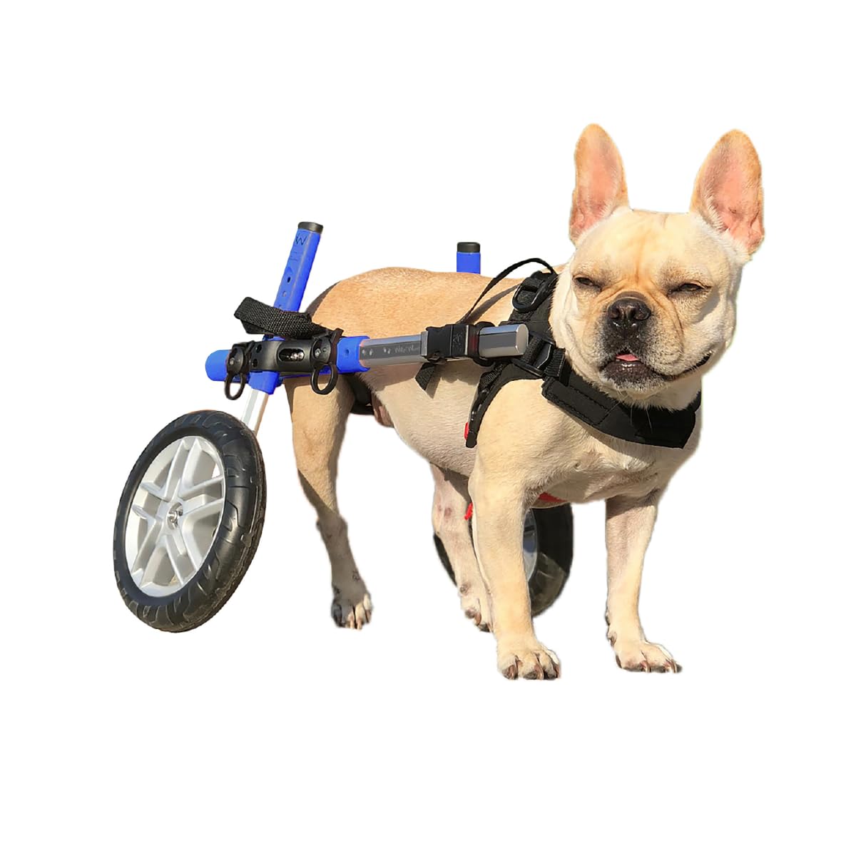Walkin' Wheels Small Dog Wheelchair, Lightweight Dog Wheelchair for Back Legs, 15-25 lbs, for 6-8 inches Leg Height - Blue