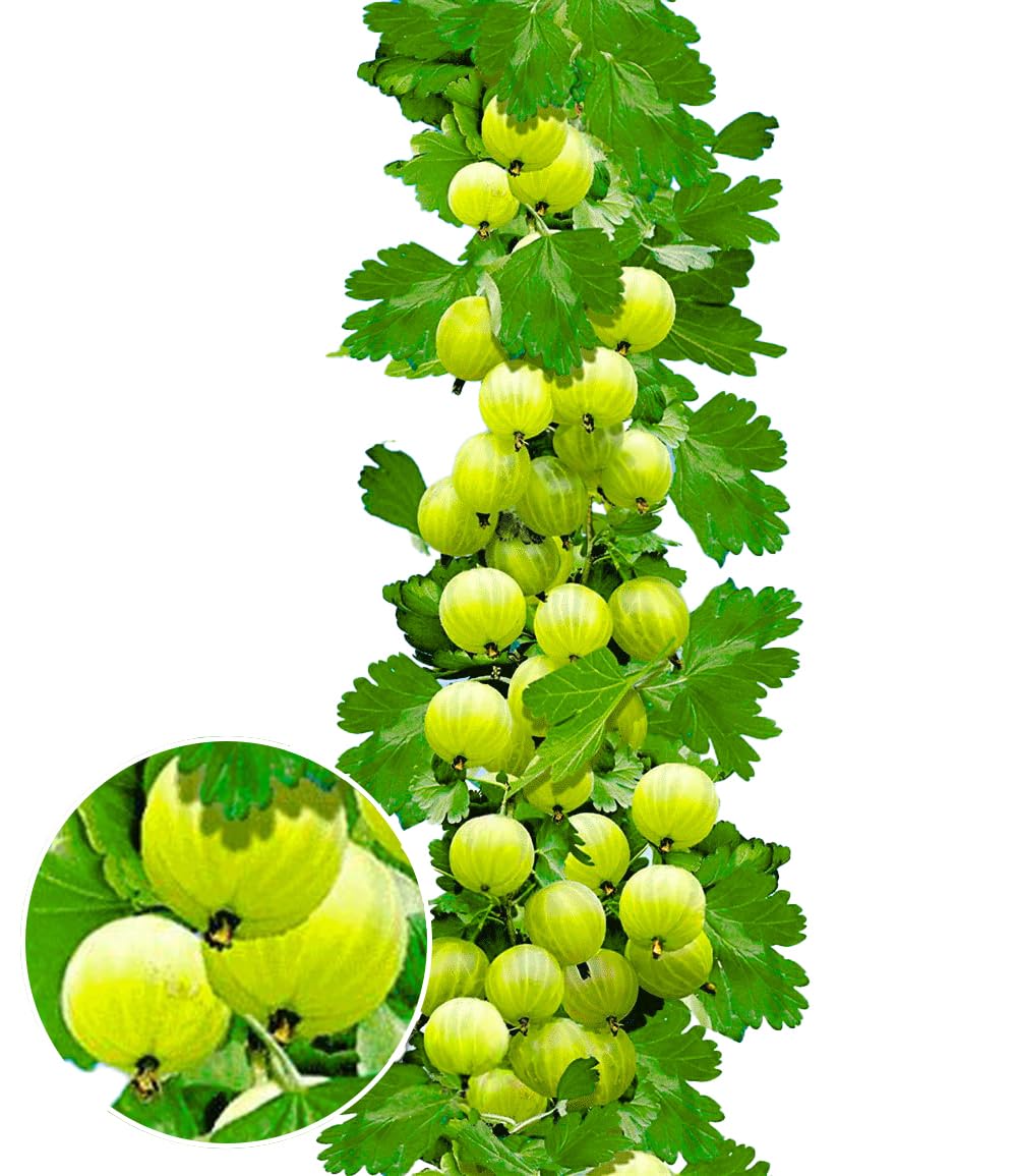 BALDUR Garten 1x Gelbe Säulen-Stachelbeere, Pflanze im 2 Liter-Topf, Ribes uva-crispa, Säulenobst, winterhart, platzsparende Säule für kleine Gärten, Balkone & Terrassen, essbare Früchte