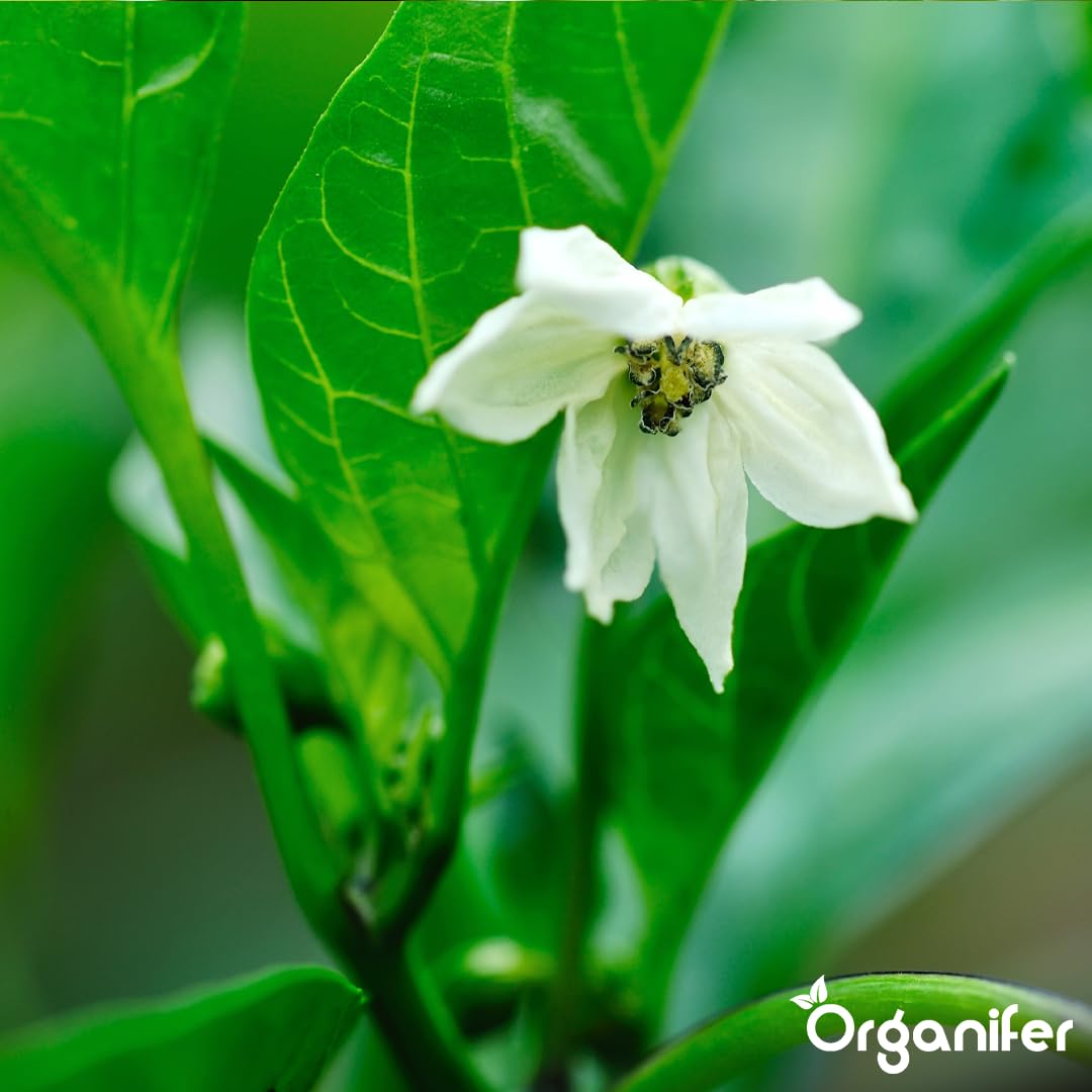 Flüssigdünger Für Pfeffer - 10L - NPK 2-1-8 | Dünger Für Kräftiges Wachstum Und Reichtragende Ernte - Fördert Blüte Und Wurzeln - Organifer
