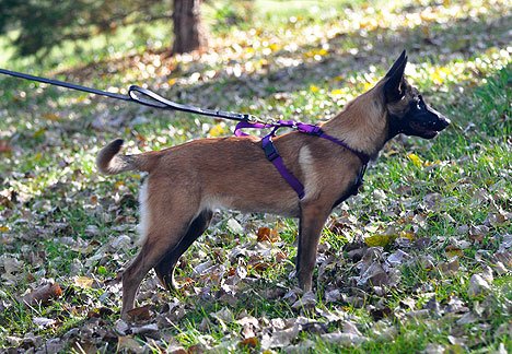 Leerburg 2 Handled Amish Leather Leash, 6' Long 3/4" Wide, Brown W/ Stainless Steel Hardware #TOP3
