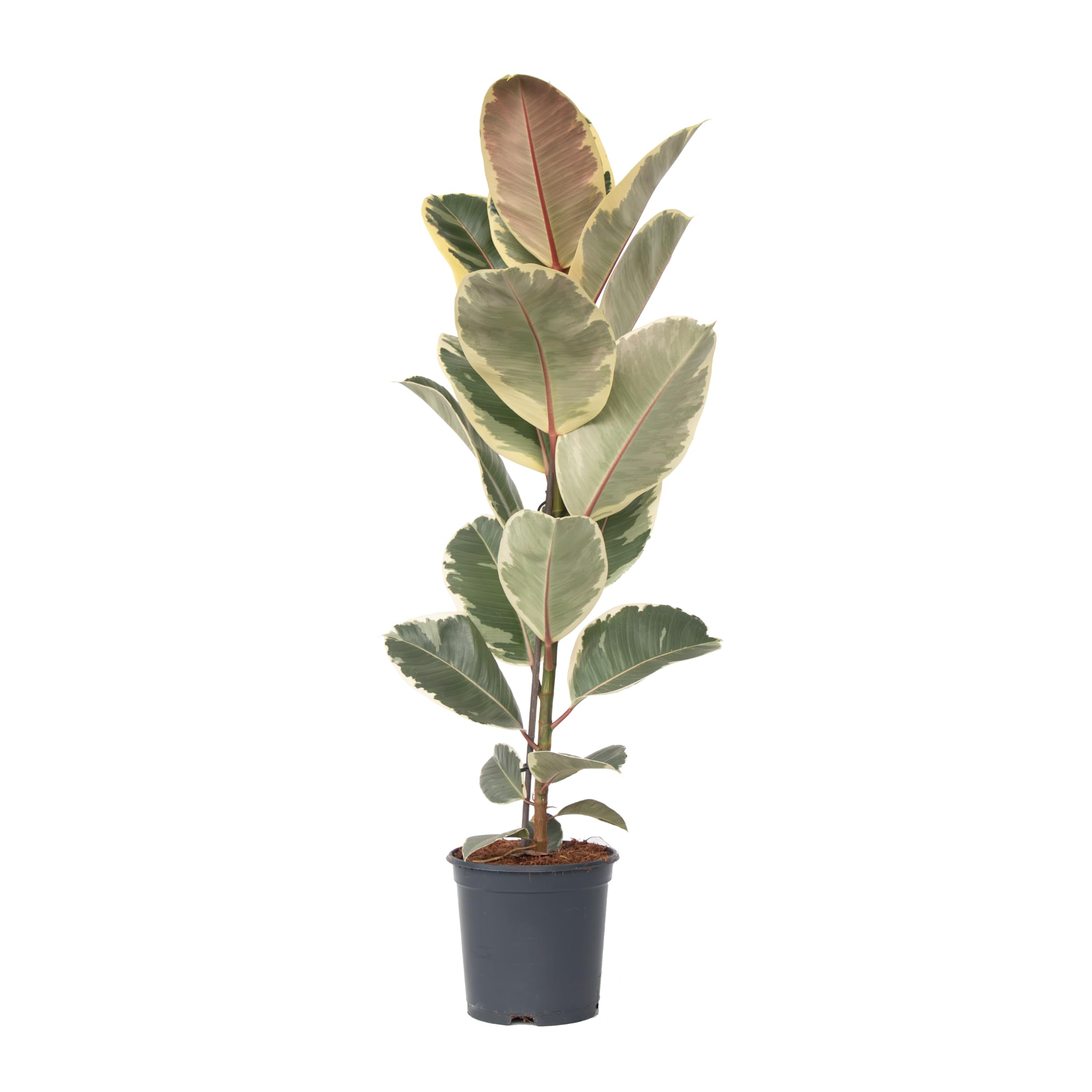Ficus Elastica Belize Tronc - 130 Cm - ø24 130cm - Plante D'intérieur