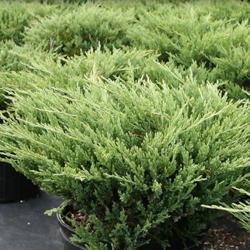 Seaspray Juniper | 3 Extra Large Trade 3 Gallon Plants | Elegant & Hardy Evergreen Shrub, Ideal for Ground Cover, Landscaping, Topiaries & Bonsai, Vibrant, Low-Maintenance & Drought-Resistant