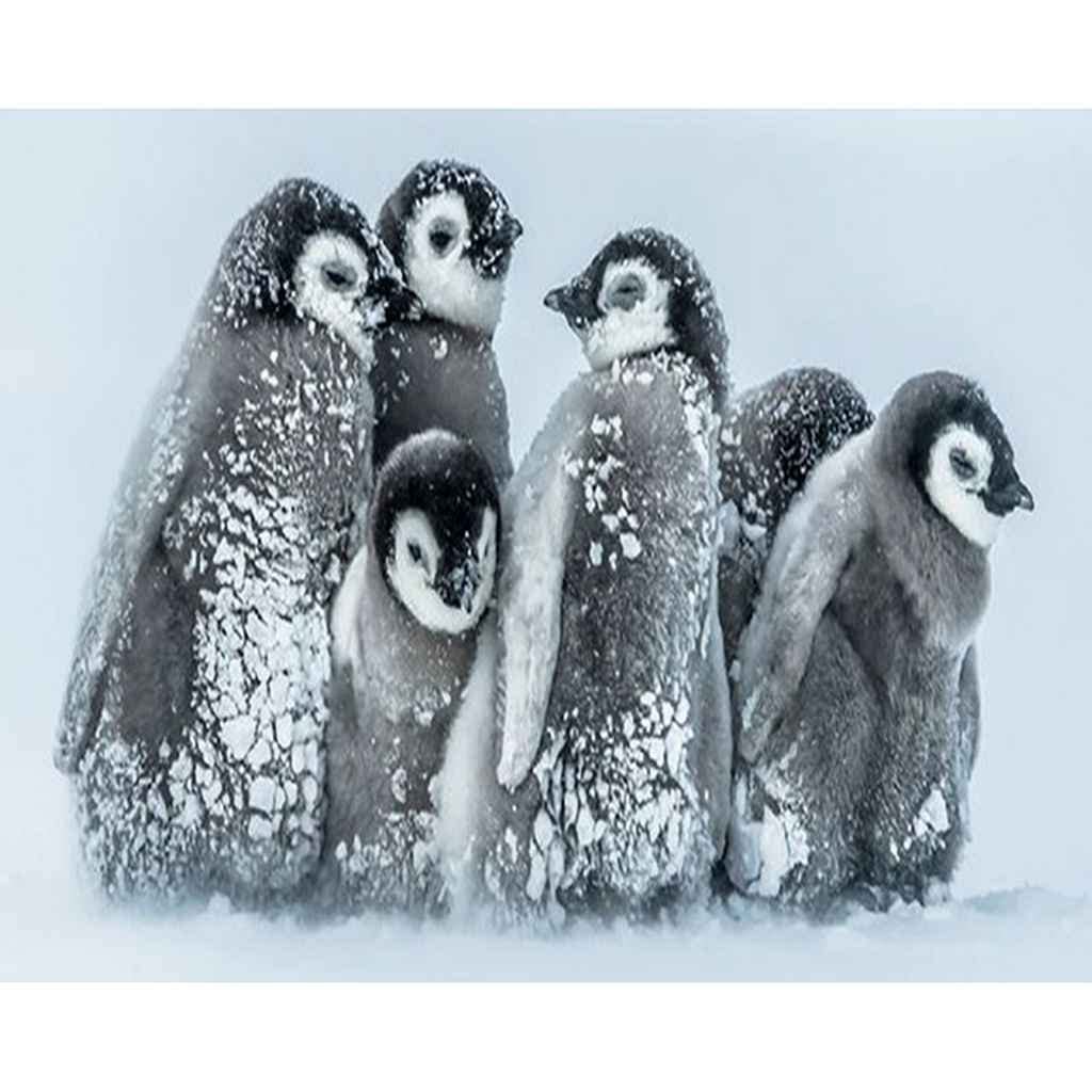 MAXBYE 5D DIY Pingouins Kits De Peinture Diamant, Animaux
