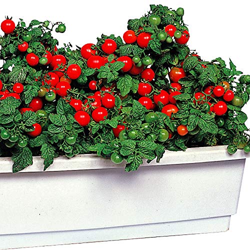 ミニトマト 鉢の人気商品 通販 価格比較 価格 Com