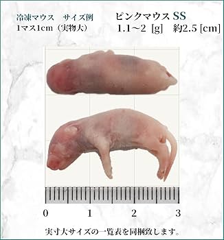 クルス 冷凍マウス ピンクL200匹 クルス 冷凍マウス ピンクL200匹 クルス様専用 冷凍マウス