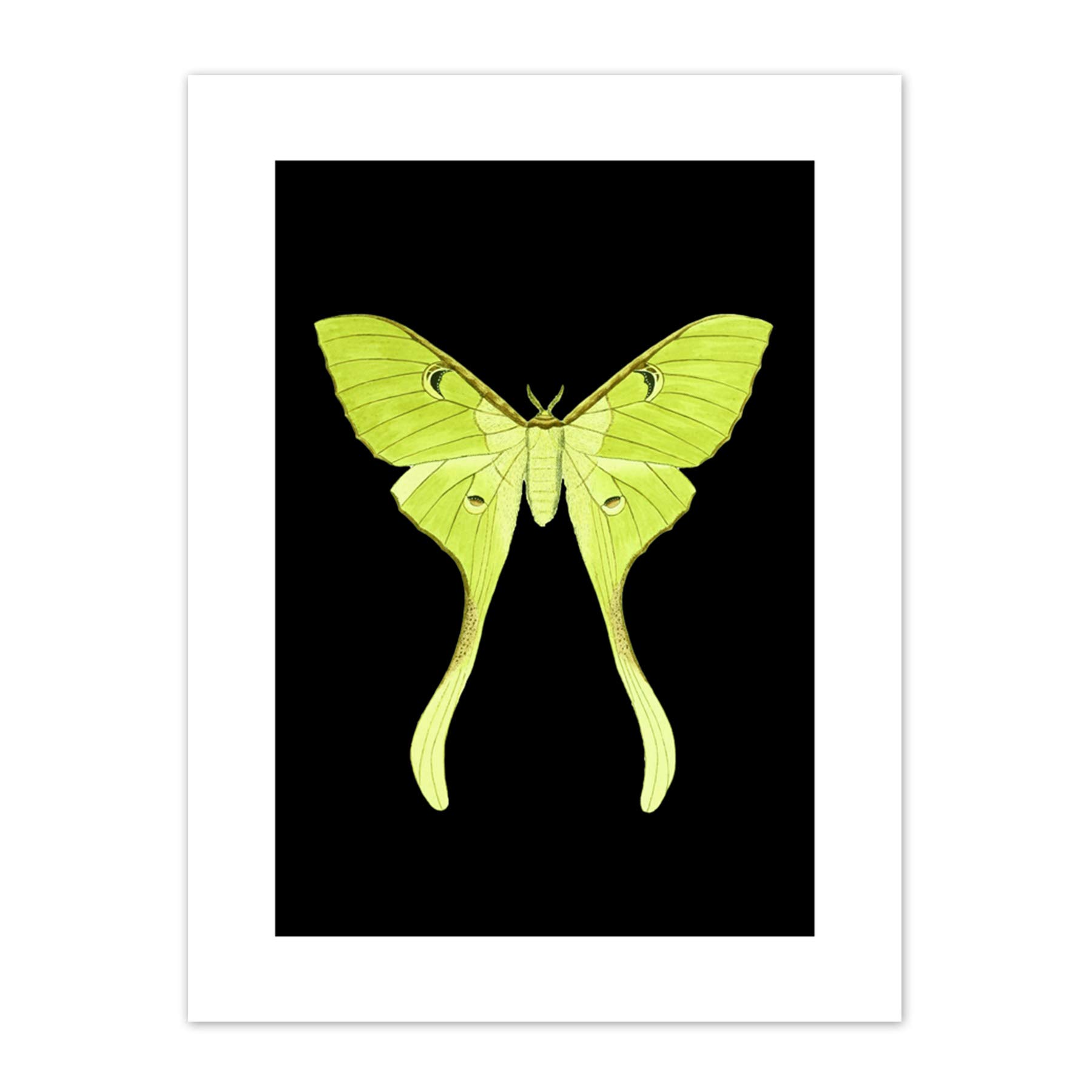 Wee Blue Coo Green Luna Moth Art Print Canvas Premium Wall Decor Poster