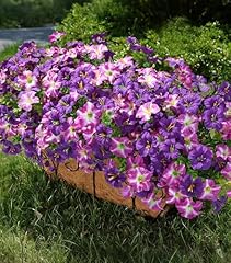 10 Purple, 10 Gradient Fuchsia