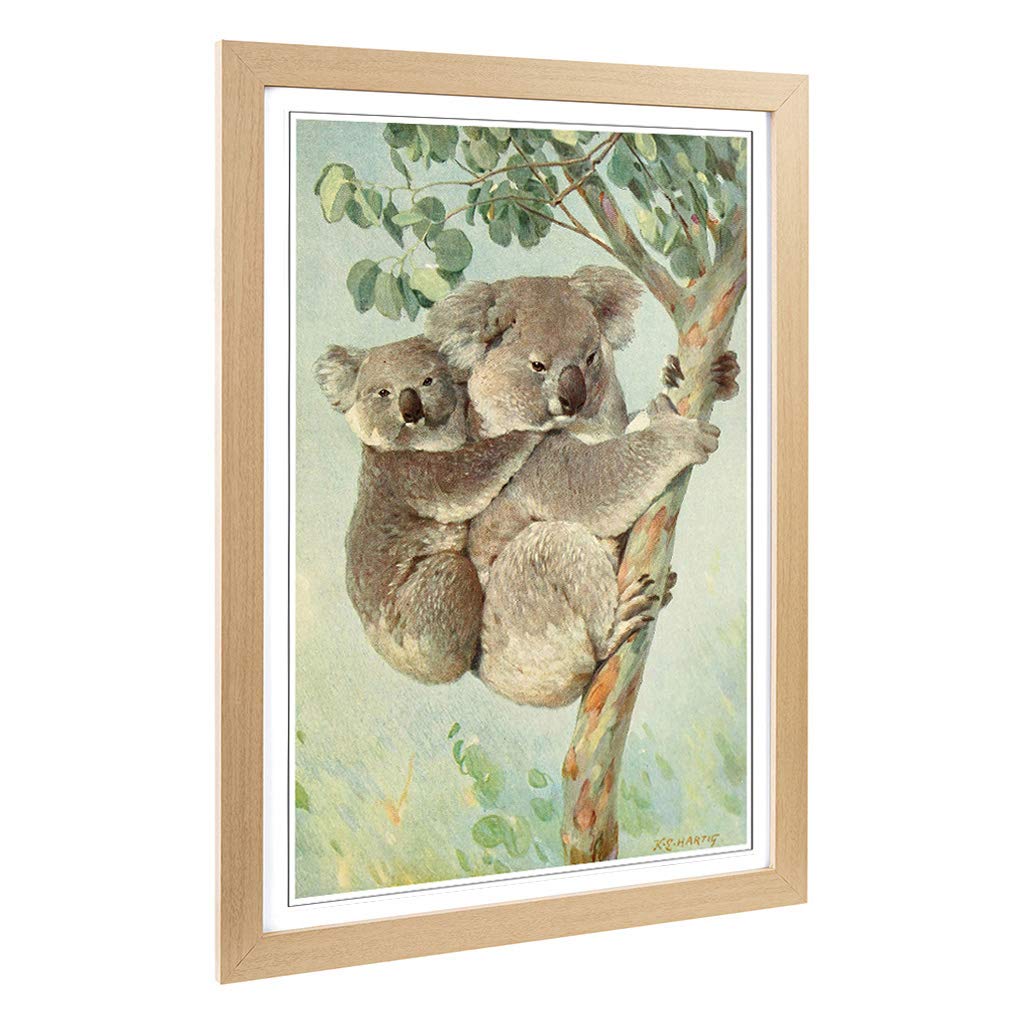 Big Box Art Framed Print of Vintage Karl Ludwig Hartig Koala Design | Wall Art Picture | Home Decor for Kitchen, Living Room, Bedroom, Hallway, Oak, A2 / 24.5x18 Inch / 62x45cm