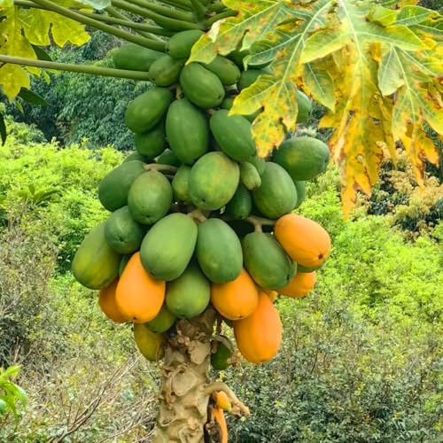 Mixrug Dwarf Papaya Seeds for Planting Outdoor, 5pcs Perennial Organic Papaya Tree Seed Non-GMO Heirloom Sweet Edible Tropical Fruit, Sweet Juicy Fruits Plants in Your Home Garden - Thumbnail 2