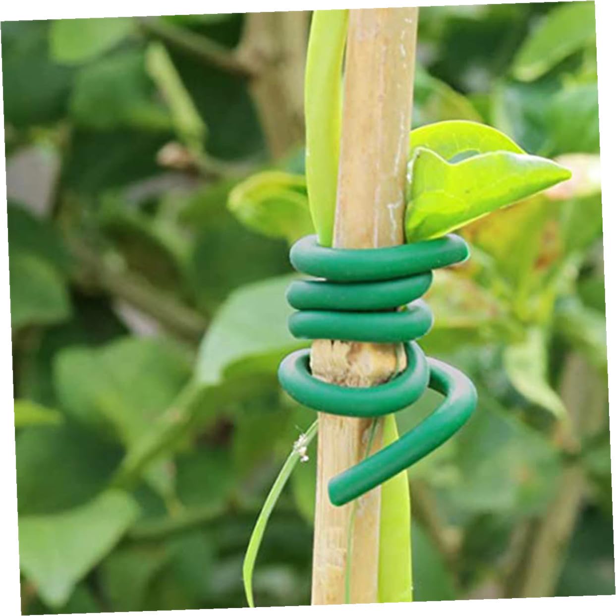 Toyvian Liens de Jardin pour Plantes Grimpantes, 2 Rouleaux Verts