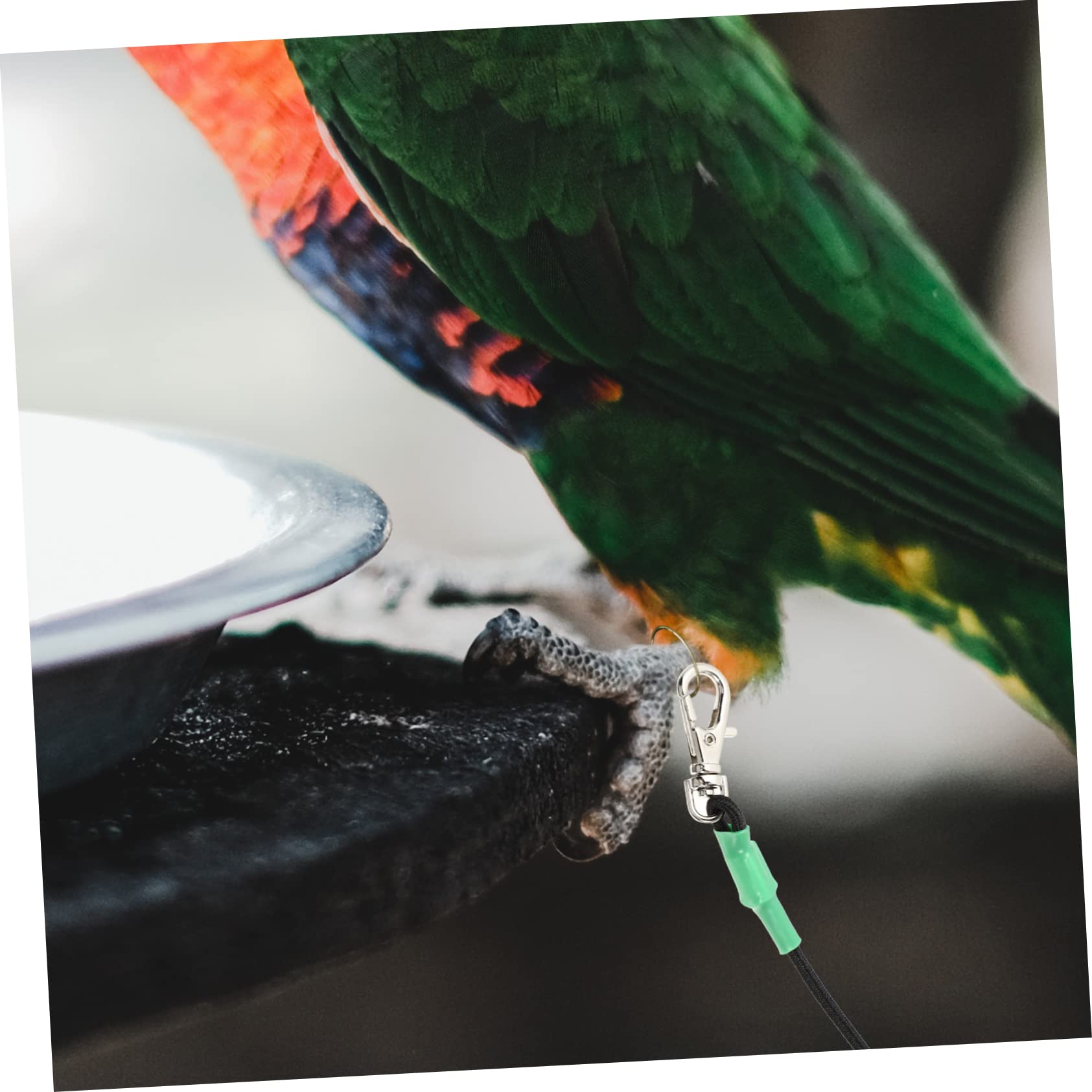 Correa de Arnés para Pájaros y Cuerda Ligera para Mascotas de Usar para Paseos y Actividades Libre Moderada