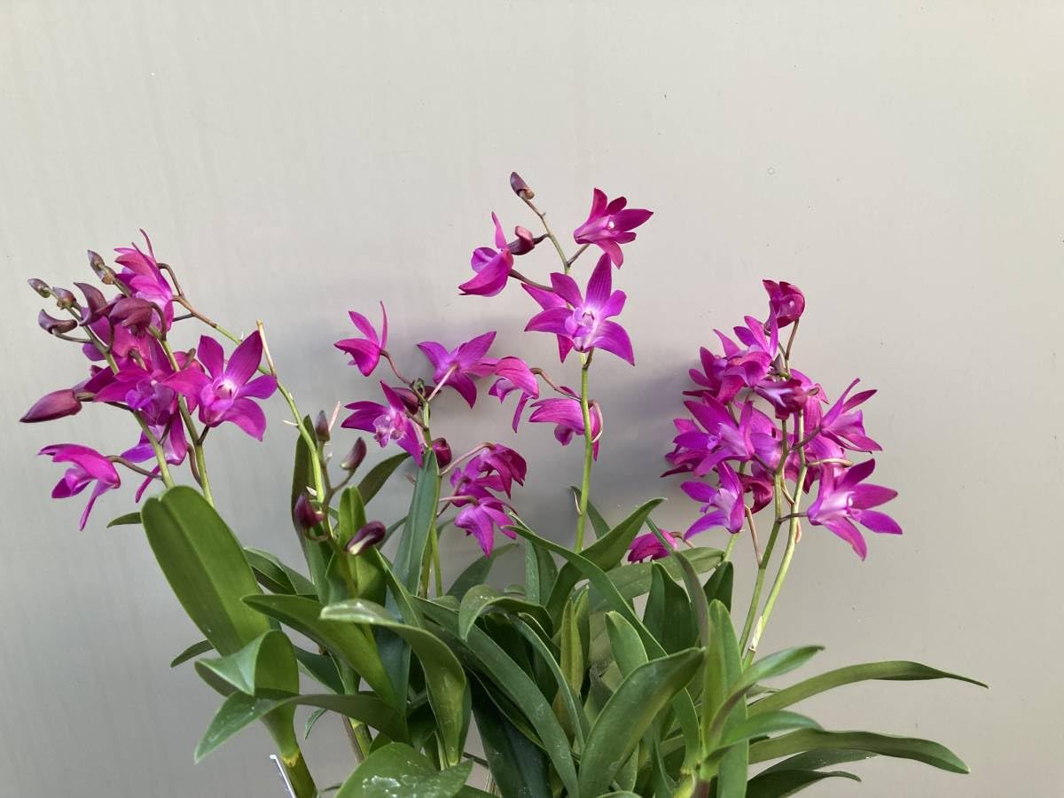 ギンギアナムまとめ売り Amazon.co.jp: キンギアナムダークジョイA デンドロビウムデンドロ洋蘭