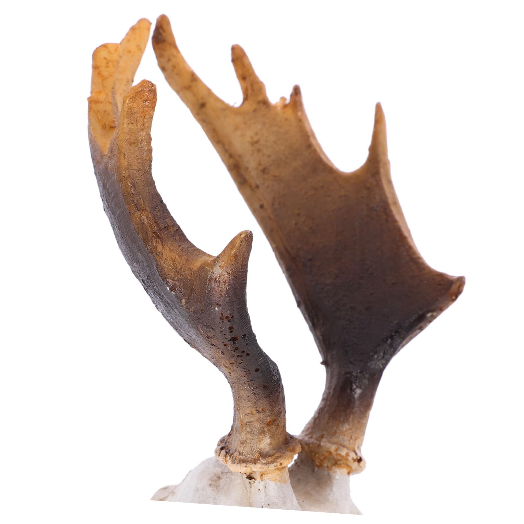 POPETPOP 5 Pz Decorazione Dell'habitat Animali Ornamento Della Caverna Del Rettile Acquario Per Rettili. Pelle Di Teschio Di Cervo Nascondiglio Per Rettili Nascondiglio Dei Rettili Resina