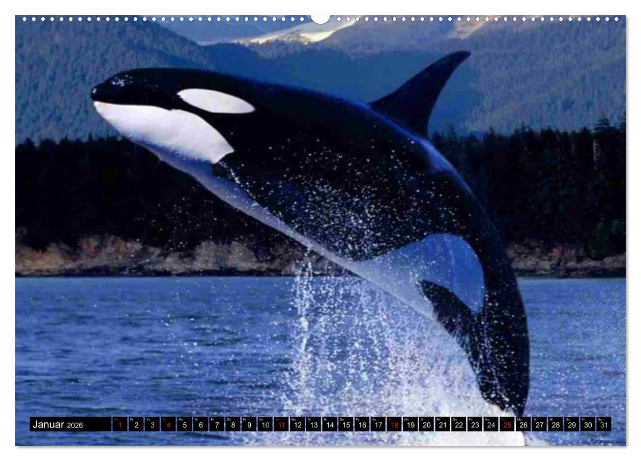 Delfine und Wale (Wandkalender 2026 DIN A2 quer), CALVENDO Monatskalender: Kluge Köpfe und Giganten der Meere (CALVENDO Tiere)