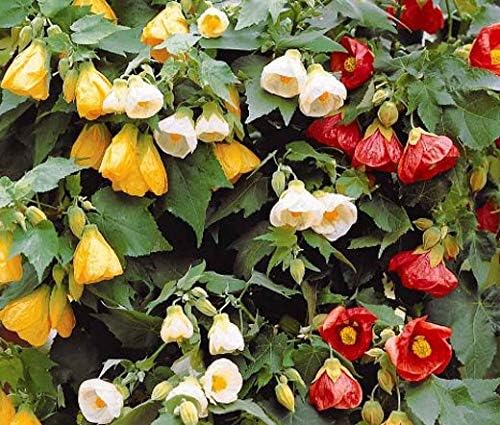 Miniatura 2 de KIRA SEEDS - Semillas de mezcla de arce floreciente Abutilon cultivar en interiores para plantar sin OMG (50 semillas en paquete)