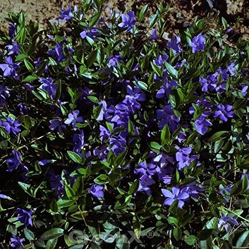 10x Immergrün Flower Power - Vinca minor