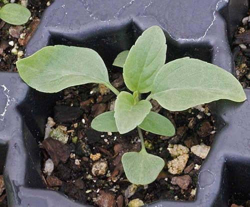 Miniatura 4 de Semillas de salvia azul - Valiosa flor de salvia de jardín