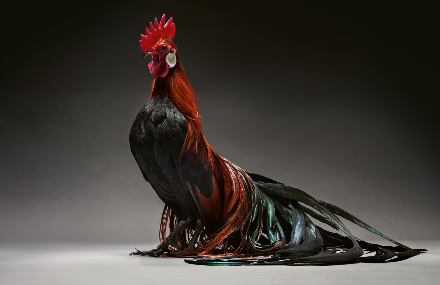 Gefiederte Eleganz: Eine fotografische Hommage an das Huhn