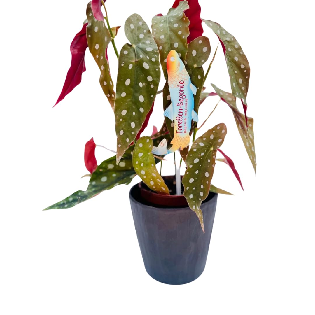 Vivaio Garden Forest Pianta Begonia Maculata Wightii, Pianta reale, Pianta da appartamento, Brasile, Decorazione casalinga, Pianta brasiliana, Pianta tropicale, Vaso 12CM, H 30cm