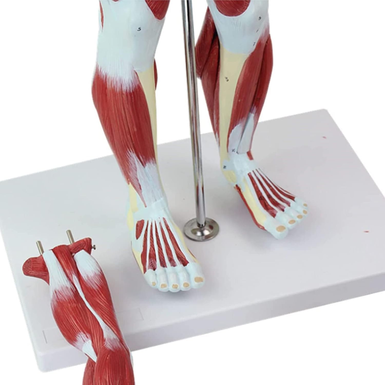 Model Ludzkiej Anatomii Mięśniowej Wyjmowanej Anatomii Ludzkiej (z Narządami Wewnętrznymi) Dla Materiałów Edukacyjnych Medycznych