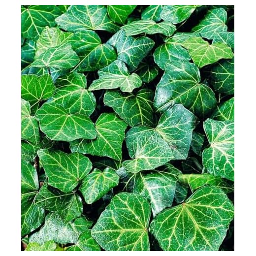 Winterharte Efeu-Pflanzen für den Garten