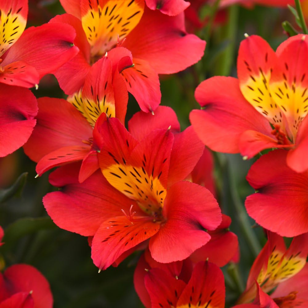 Alstroemeria 'Summer Heat' - Stunning Red Flowers, Long-Blooming Peruvian Lilies for Borders and Pots - Easy Care, Compact Growth - Ideal for Garden 3X Jumbo Plugs by Thompson and Morgan