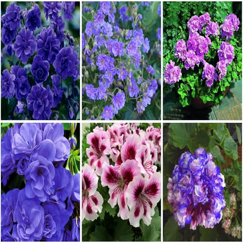 Mixrug 10+ Violet Double Hardy Geranium Seeds for Planting Outdoor-Rare Perennial Cranesbill Geraniums Seeds Flower Non-GMO Heirloom for Garden Home Attract Pollinators